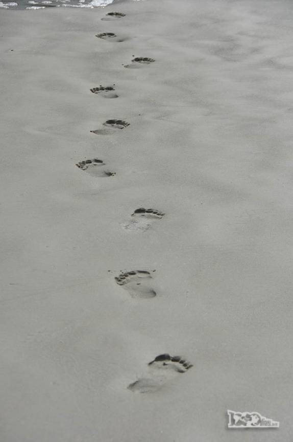 Deixando pegadas efêmeras nas areias da praia de Naufragados, no extremo sul de Florianópolis, Ilha de Santa Catarina